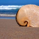 Paper Nautilus