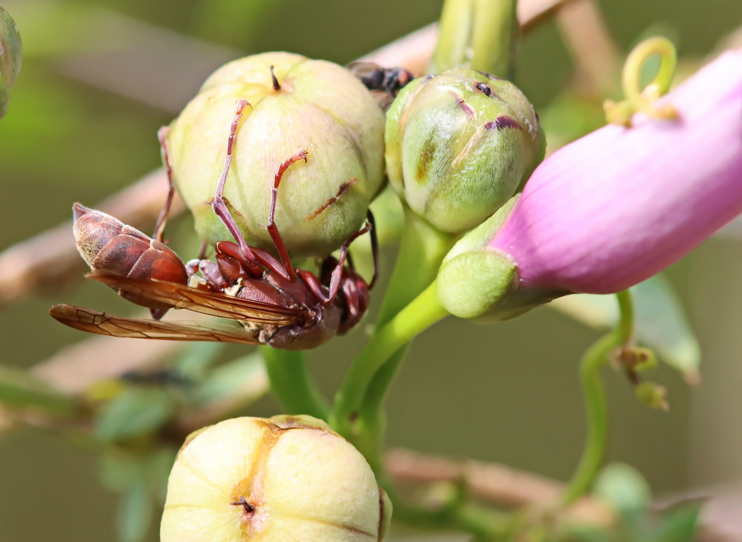 Paper wasp