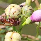 Paper wasp