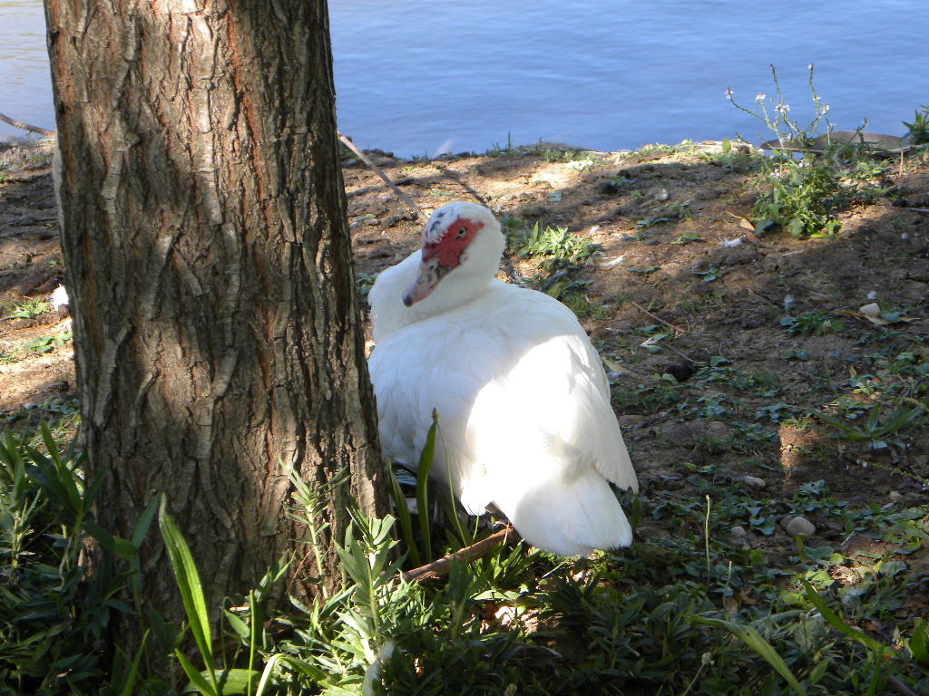 papera curiosa