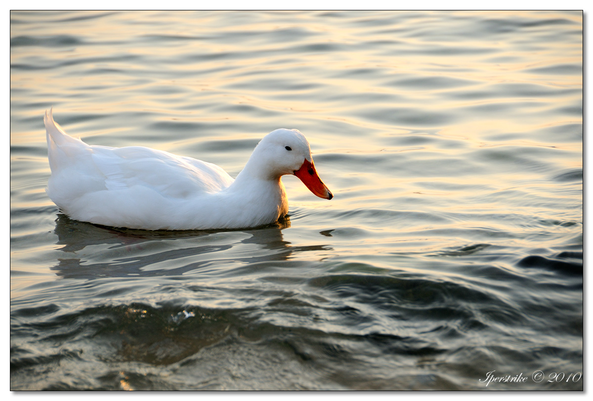 Papera d'acqua salata