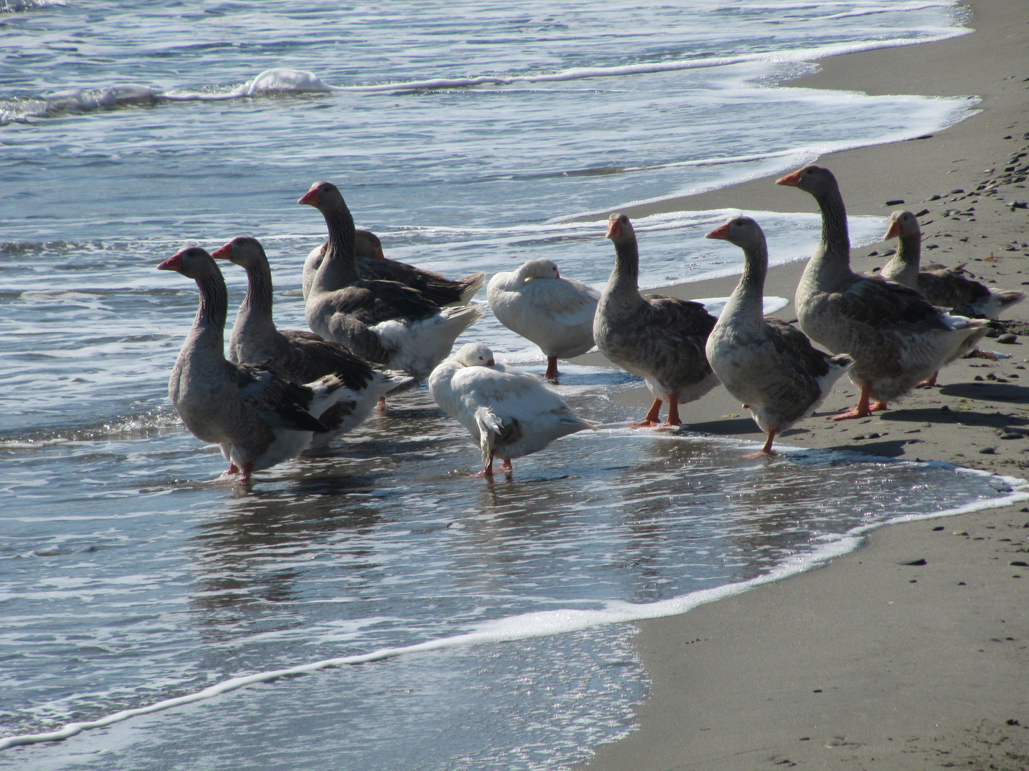 papere al mare