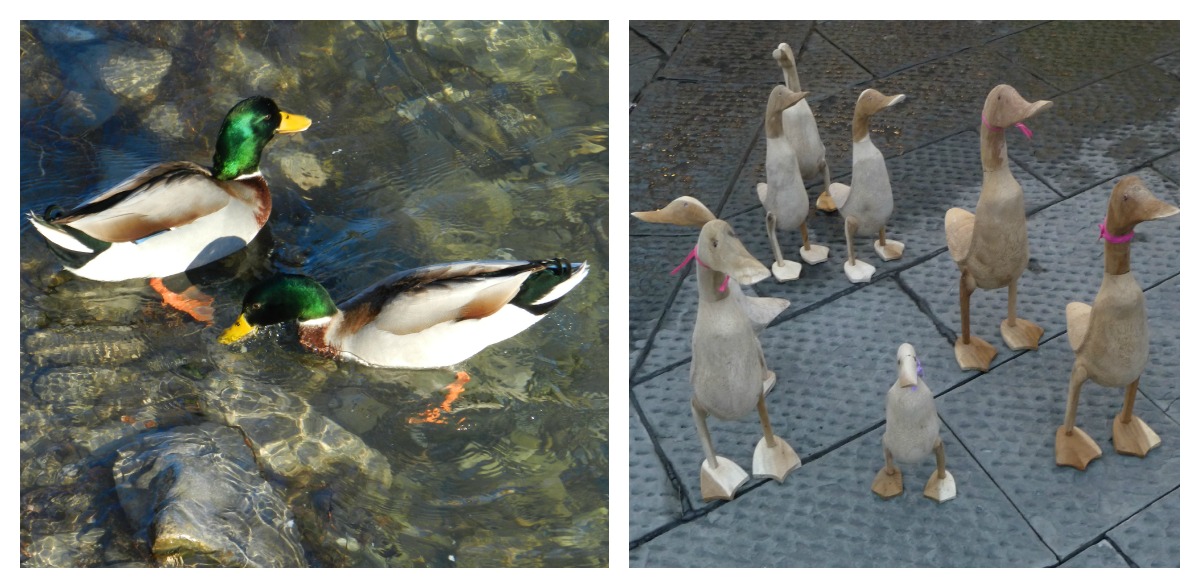 Papere di fiume, germani, (Bisenzio) e di Piazza del Duomo......