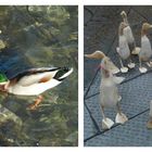 Papere di fiume, germani, (Bisenzio) e di Piazza del Duomo......