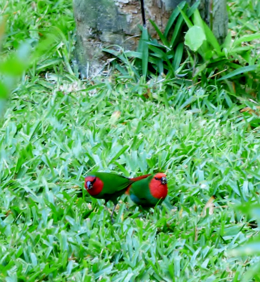 Papes de Nouméa