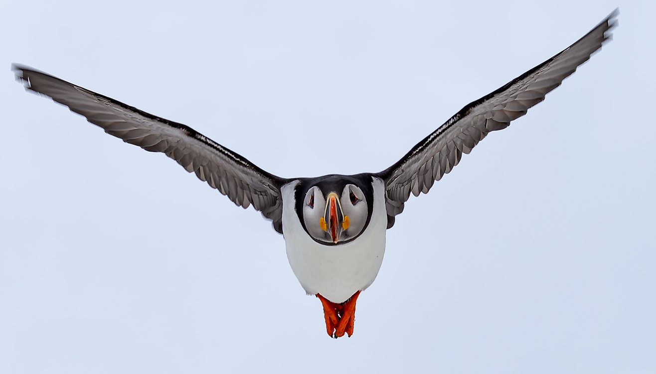 Papgeitaucher im Flug