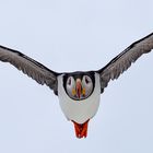 Papgeitaucher im Flug