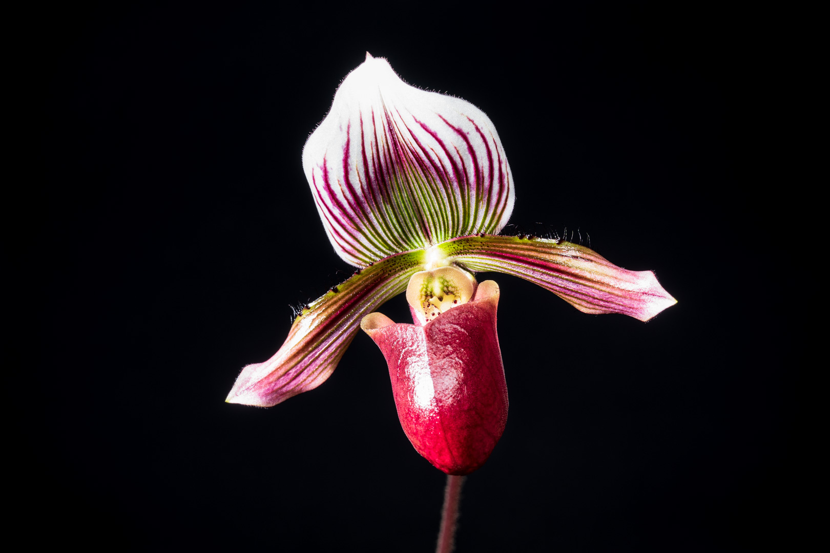 Paph barbatum