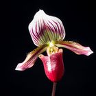 Paph barbatum