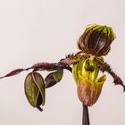 Paph. pinocchio