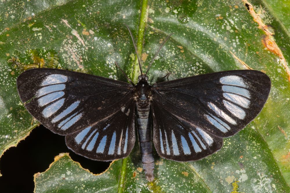 Paphia Spanner (Gonora paphia)