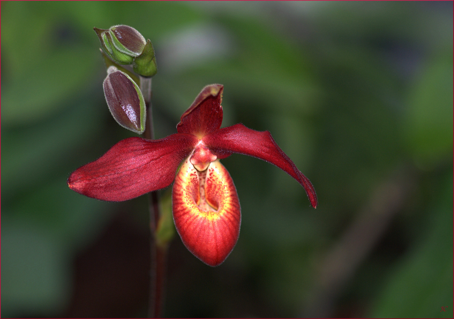 Paphiopedelium