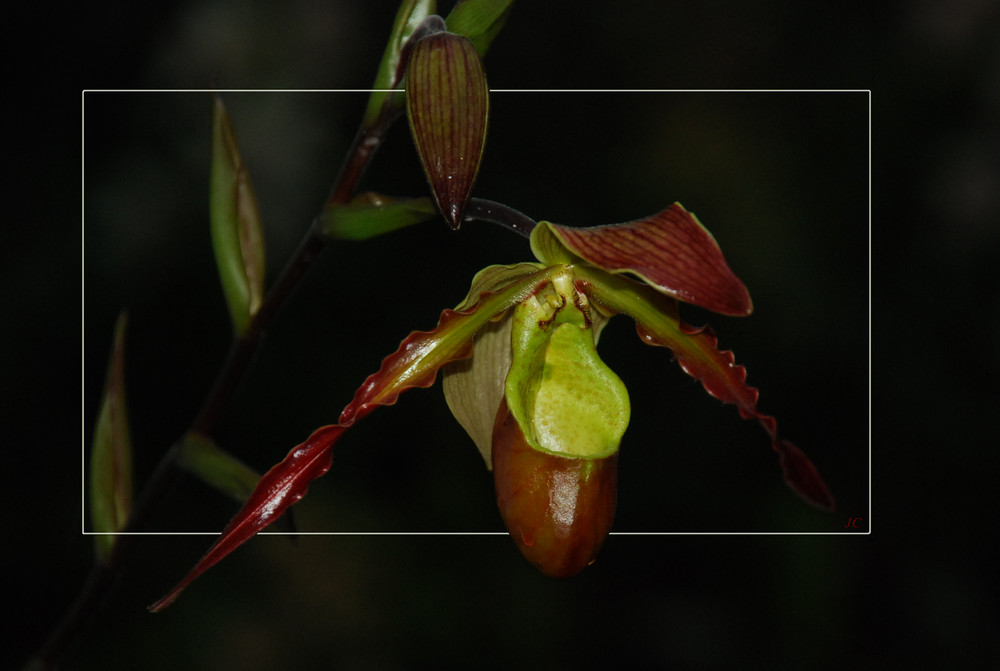 Paphiopedelium I