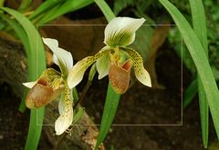 Paphiopedelium II