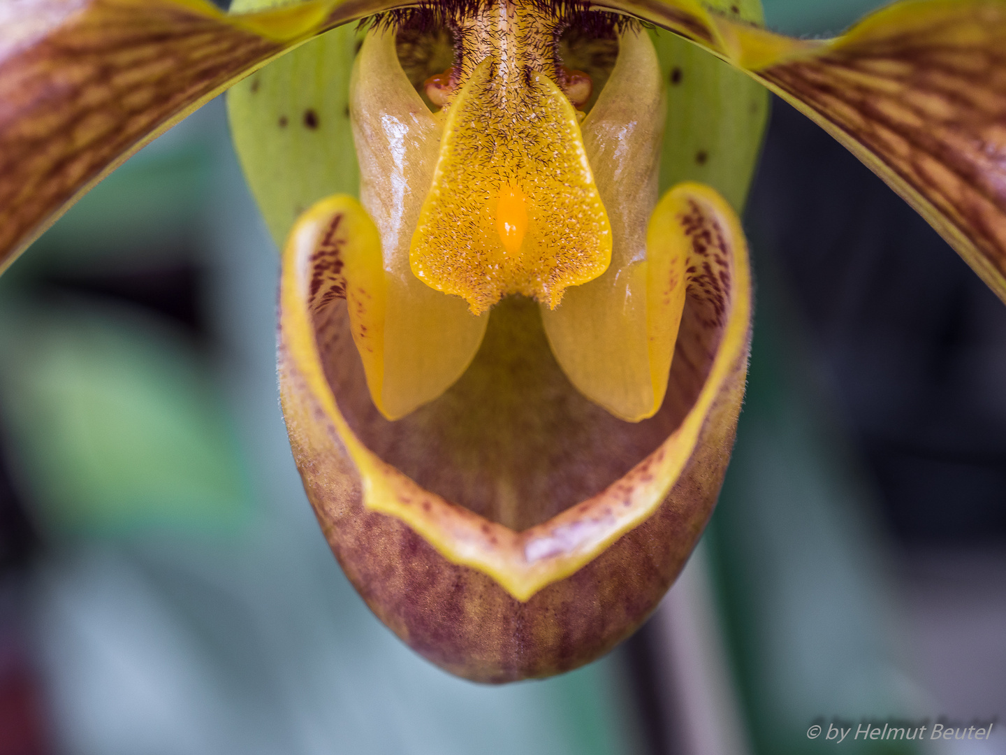 Paphiopedilum 1