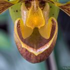 Paphiopedilum 1