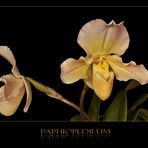 Paphiopedilum