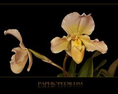 Paphiopedilum