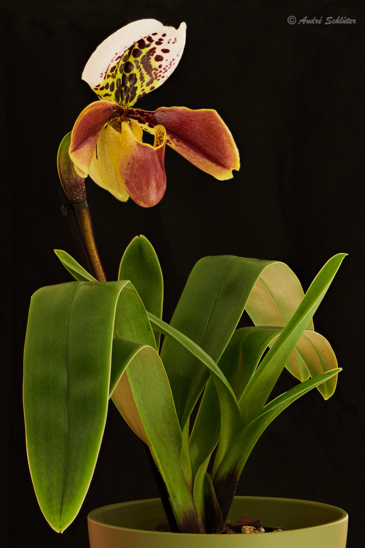 Paphiopedilum