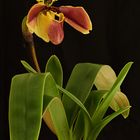 Paphiopedilum