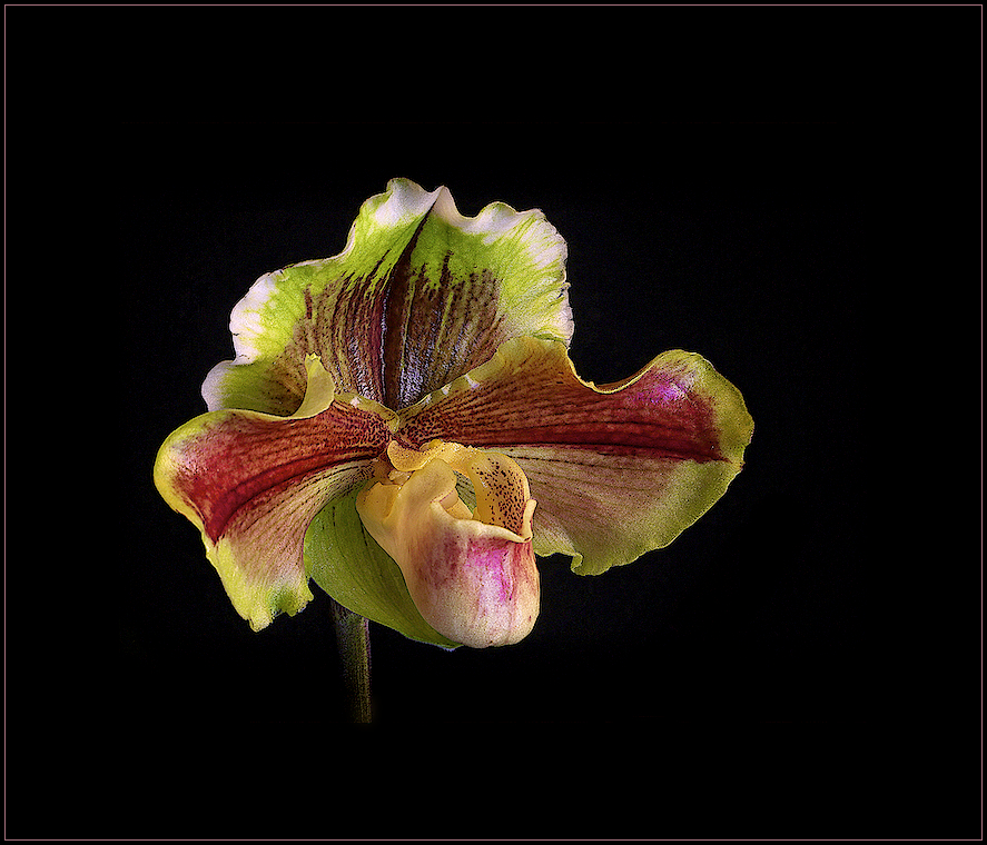 Paphiopedilum … (2)