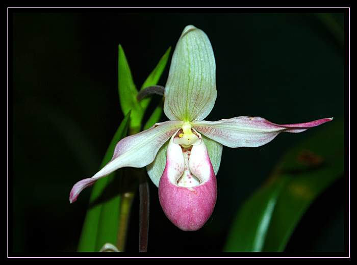 Paphiopedilum 2 Foto & Bild pflanzen, pilze & flechten, blüten