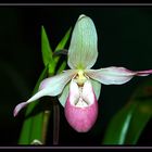 Paphiopedilum 2