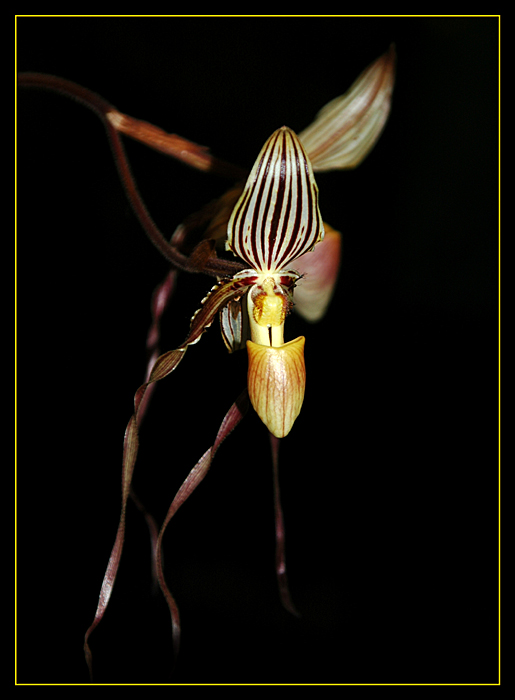 Paphiopedilum