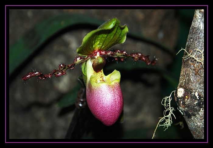 Paphiopedilum 3