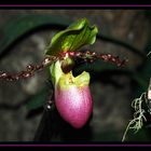 Paphiopedilum 3