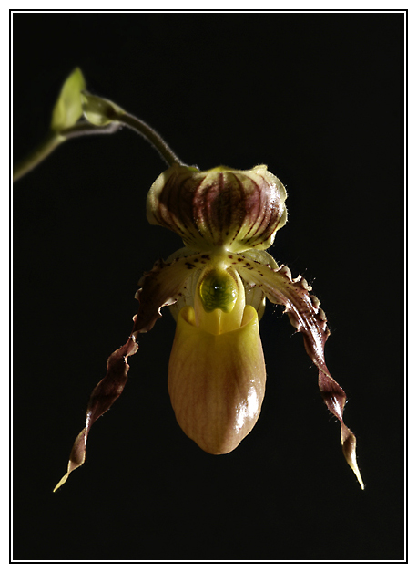 Paphiopedilum