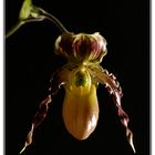 Paphiopedilum