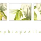 . paphiopedilum .