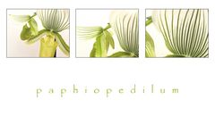 . paphiopedilum .