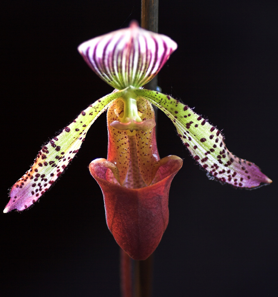 Paphiopedilum