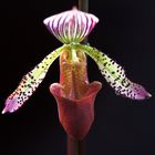 Paphiopedilum