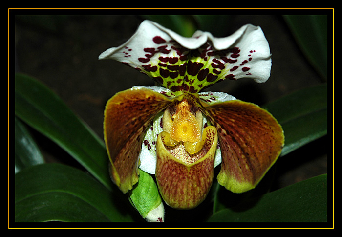 Paphiopedilum 5