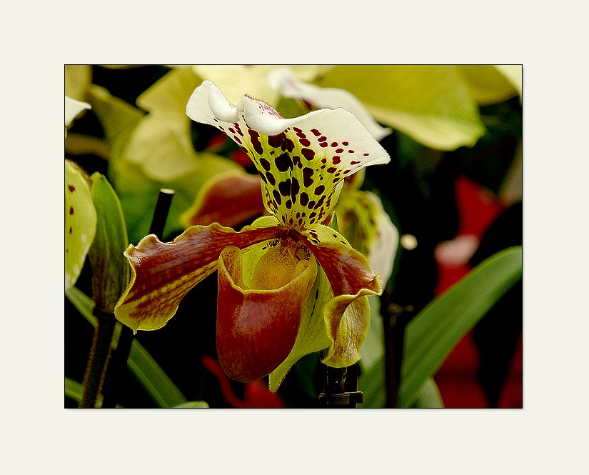 Paphiopedilum