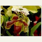 Paphiopedilum