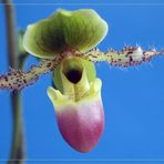 Paphiopedilum