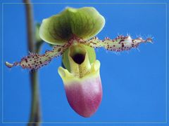 Paphiopedilum