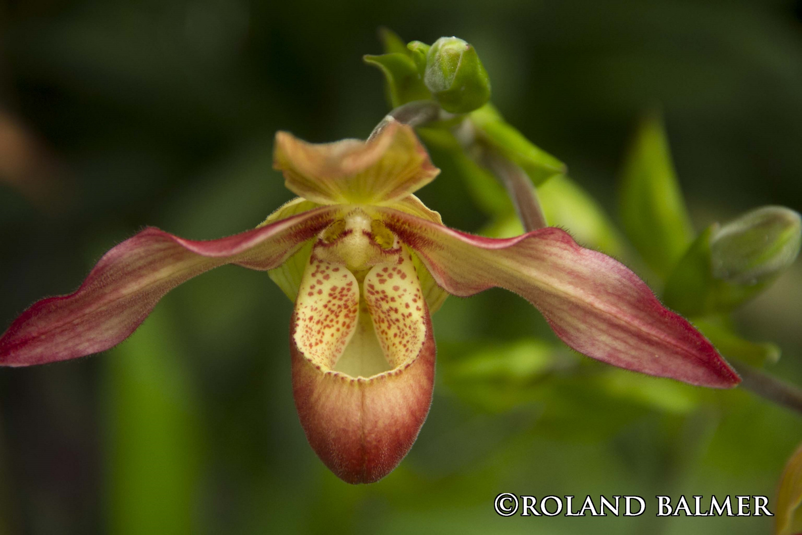 Paphiopedilum