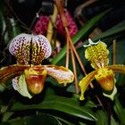 Paphiopedilum