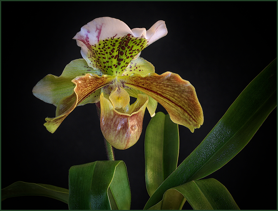 Paphiopedilum ...