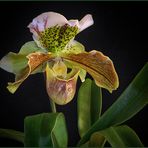 Paphiopedilum ...