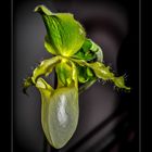 paphiopedilum