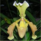 Paphiopedilum Actaeus