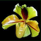 Paphiopedilum 'Amerikanische Hybride'