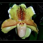 Paphiopedilum - amerikanische Hybride