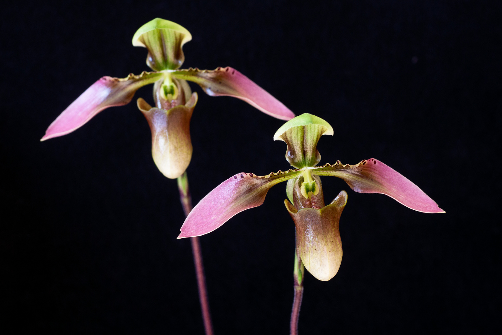 Paphiopedilum appletonianum